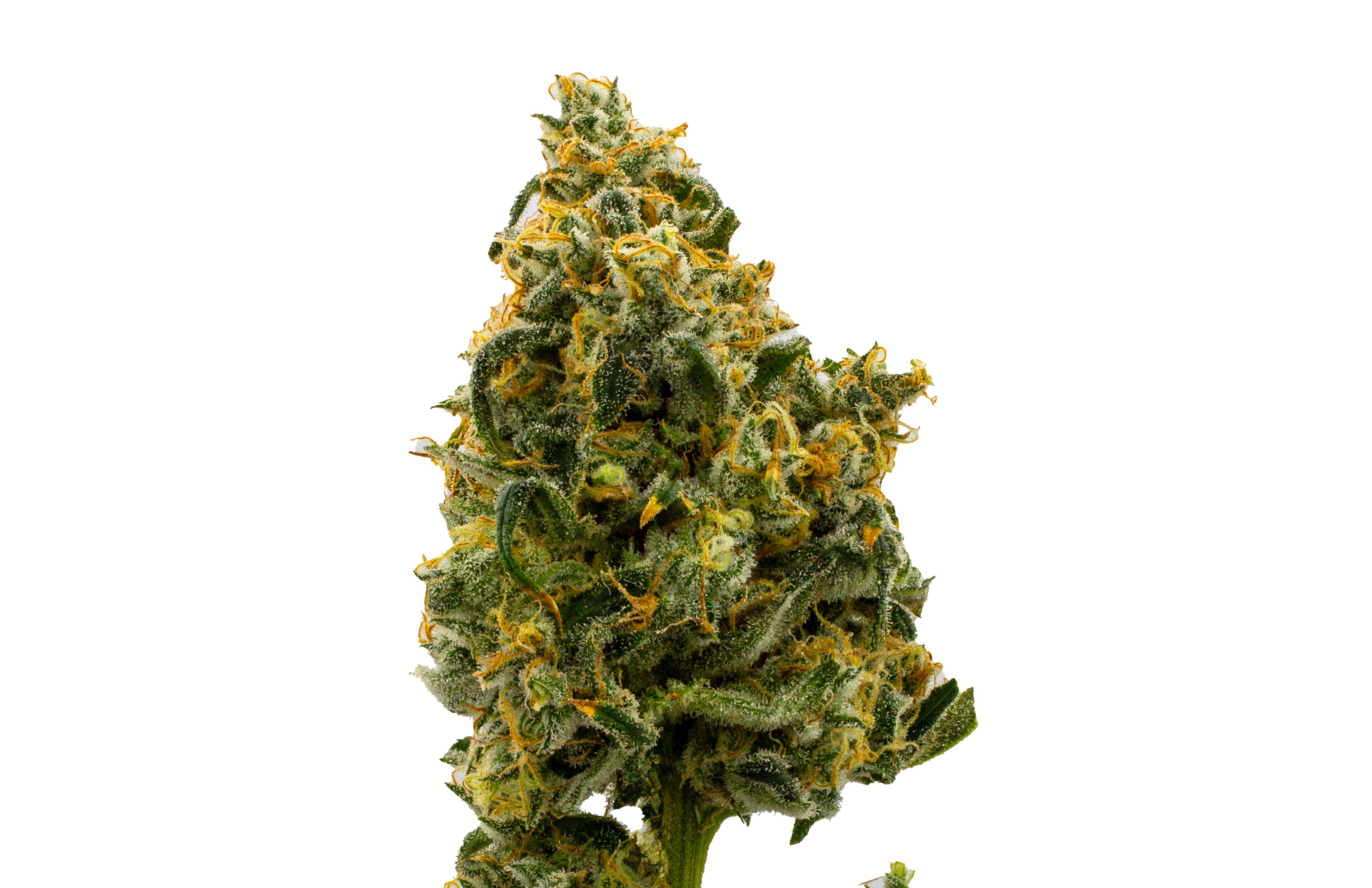 Photograph of product: Novarine Whole Flower 14g