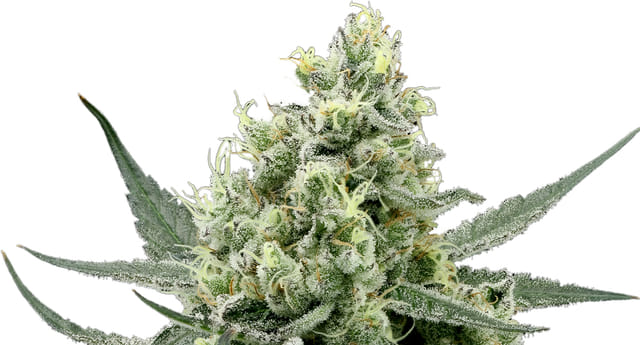 Photograph of product: 710 Labs: Garlic Cocktail 3.5g - 