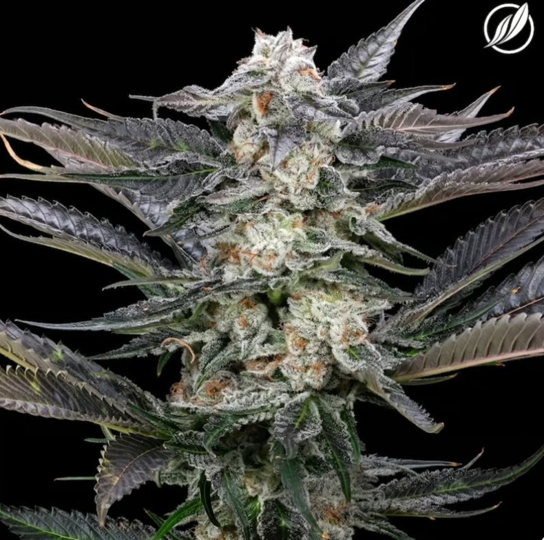 Photograph of product: Modified Haze Flower H 26138 - 3.5g