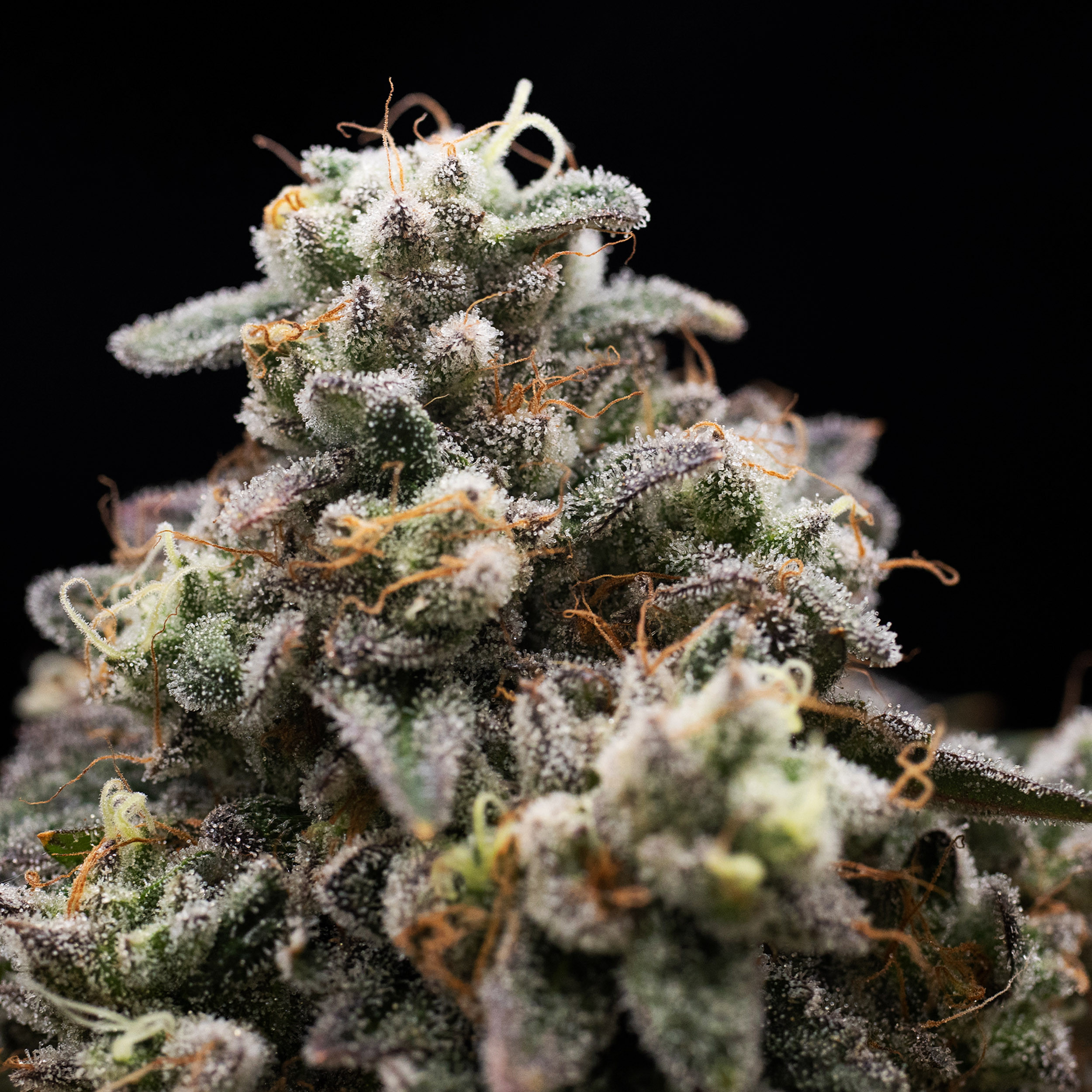 Photograph of product: LA Kush Cake 1/8 Prepack - 3.5g