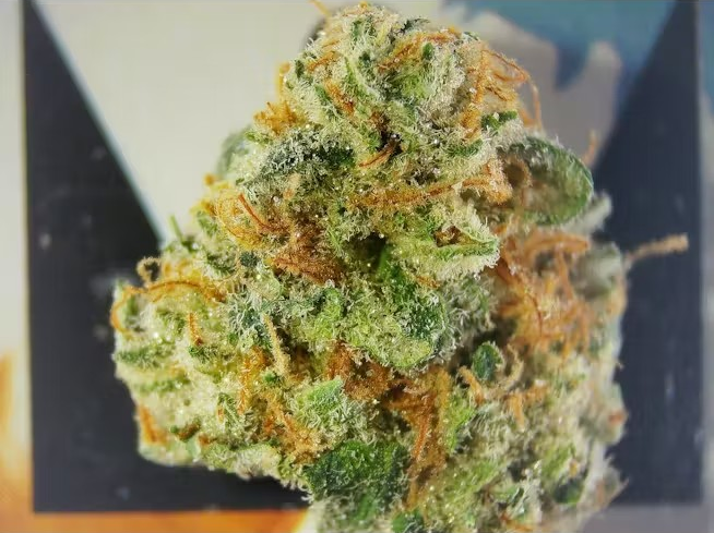 Photograph of Product: Wild Legacy Sour Diesel OG Deli Style - 1g