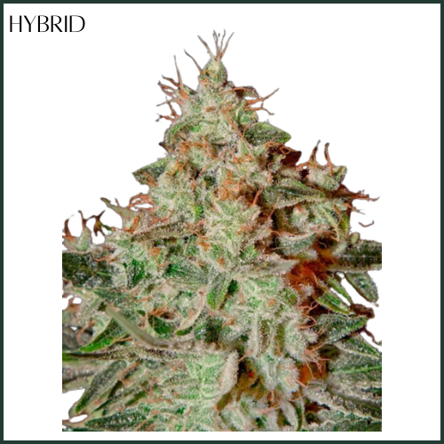 Photograph of product: AltSol DC | King's Juice | Flower - 3.5g