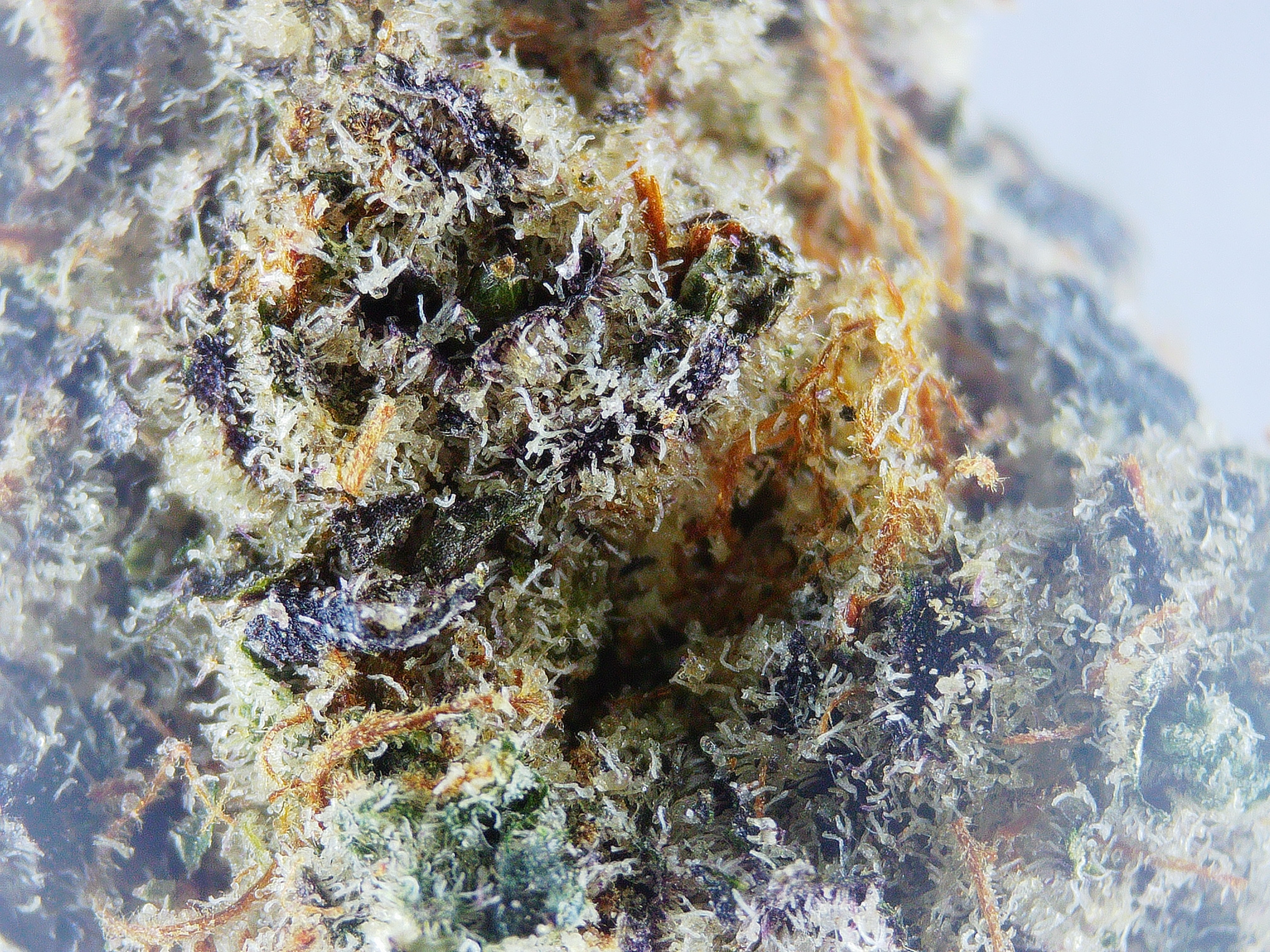 Photograph of Product: Satori Grape Cookies 1/4 - 7g