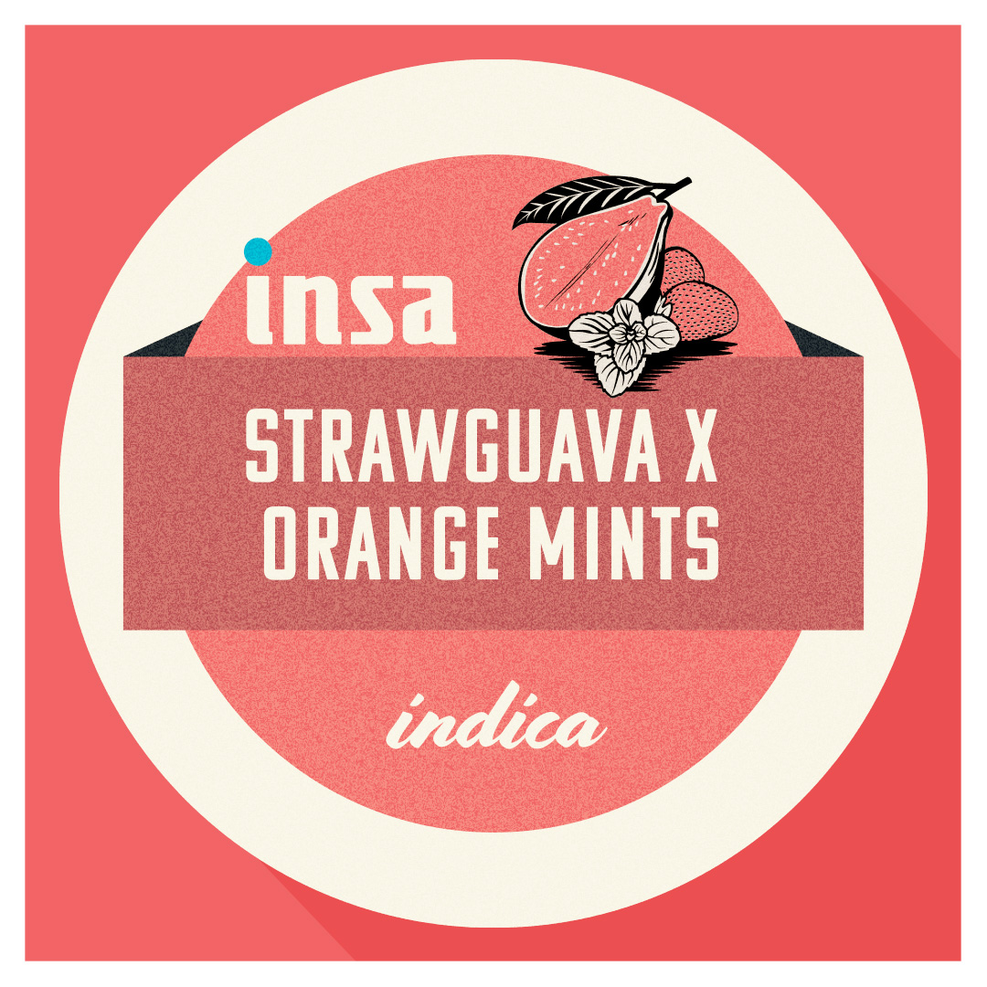 Photograph of product: Strawguava x Orange Mints | 3.5g