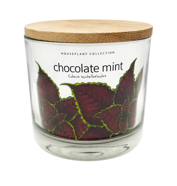 Photograph of product: Potting Shed Creations - Houseplant Collection Chocolate Mint