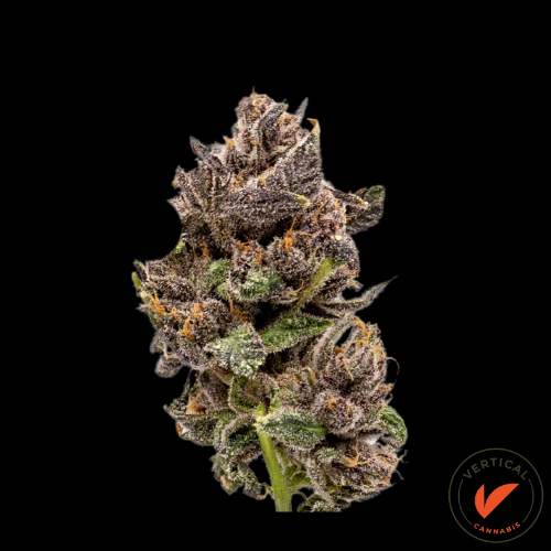 Photograph of product: VERTICAL | GMO SON | PREPACK | 7G | HYBRID