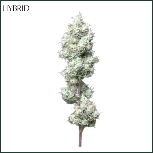 Photograph of product: AltSol DC | Motorbreath | Flower - 3.5g
