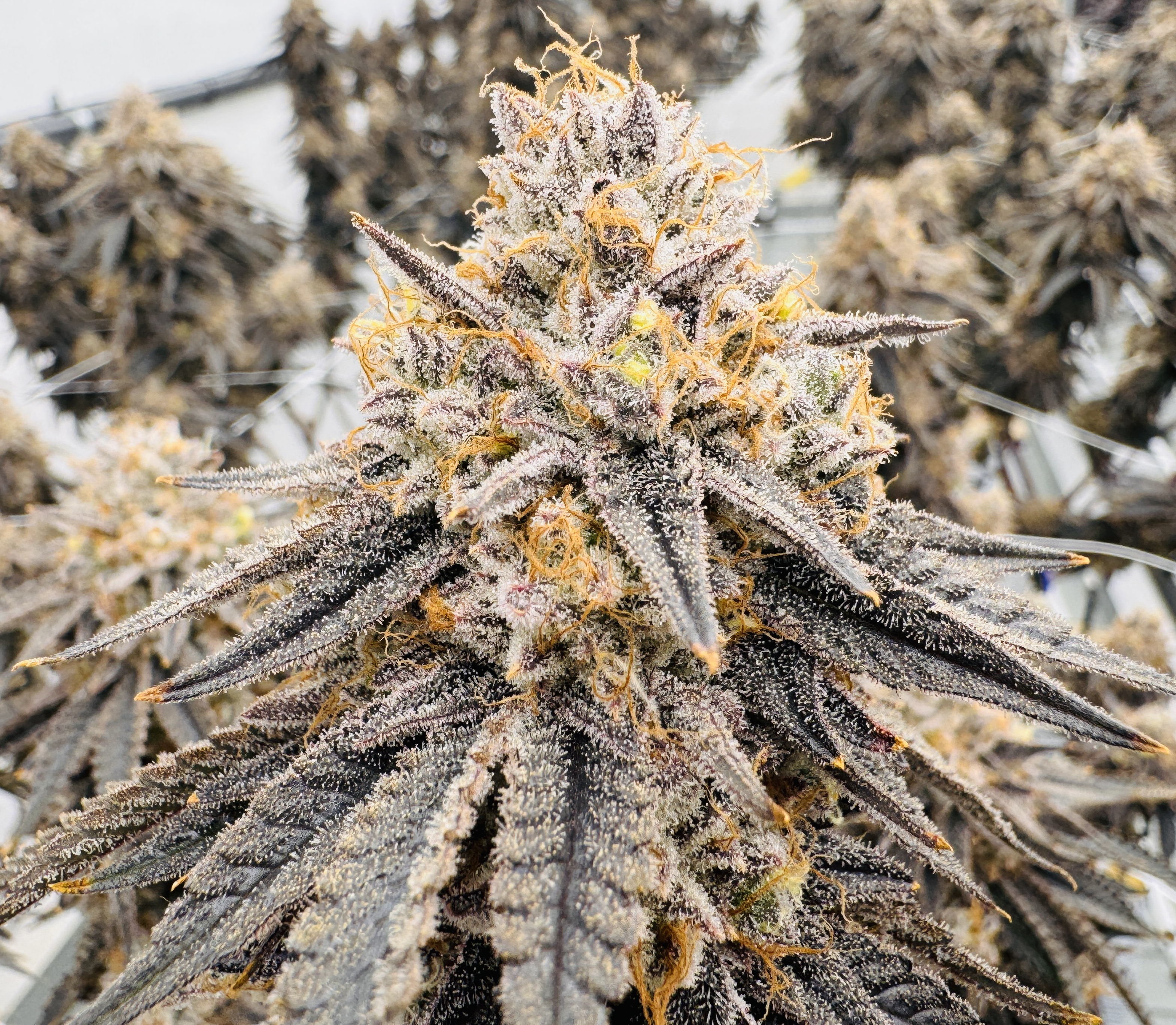Photograph of product: Zlurpee OddFellow Wellness - 3.5g