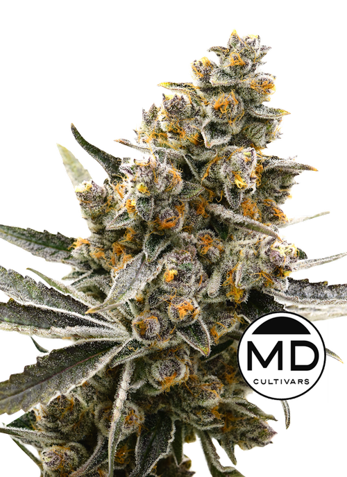Photograph of product: Super Boof | Popcorn | 14g | Morning Dew