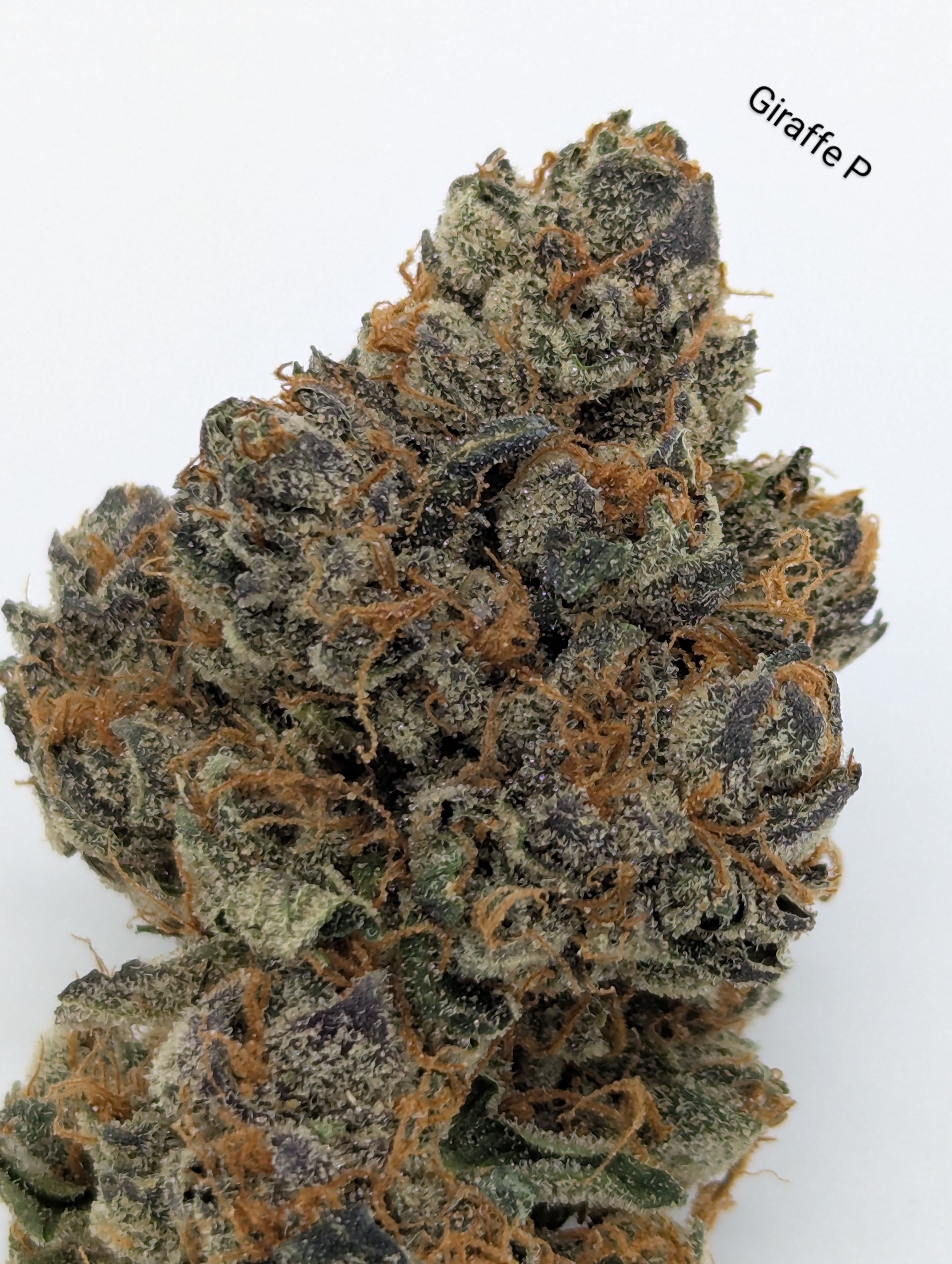 Photograph of product: Giraffe P - 28g