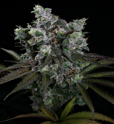 Photograph of product: Babdook (3.5g)