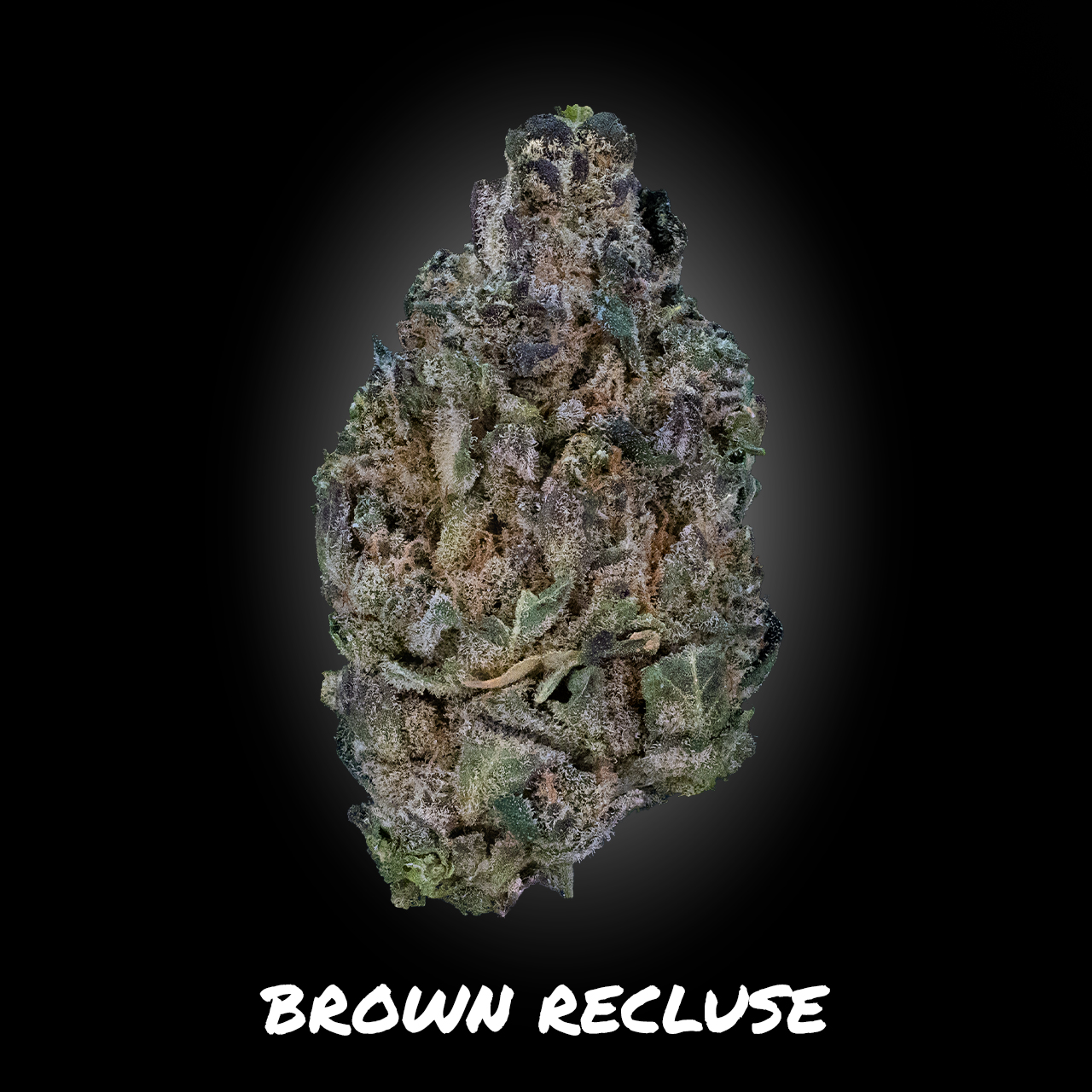 Photograph of product: Brown Recluse - Demboyz Prepackaged Flower - 3.5g