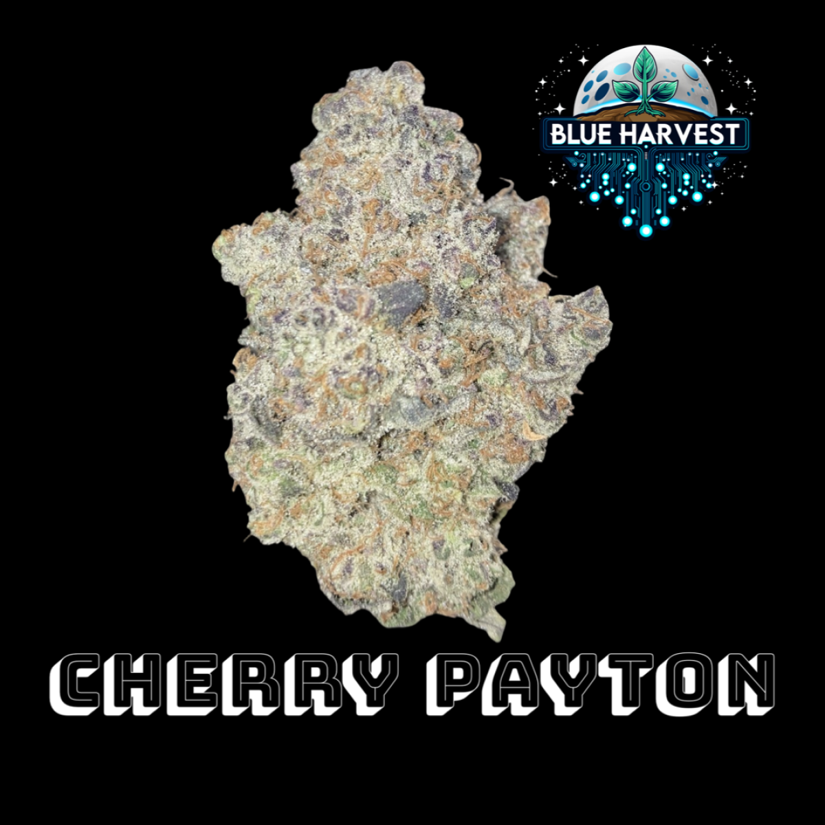 Photograph of product: Cherry Payton - 3.5g
