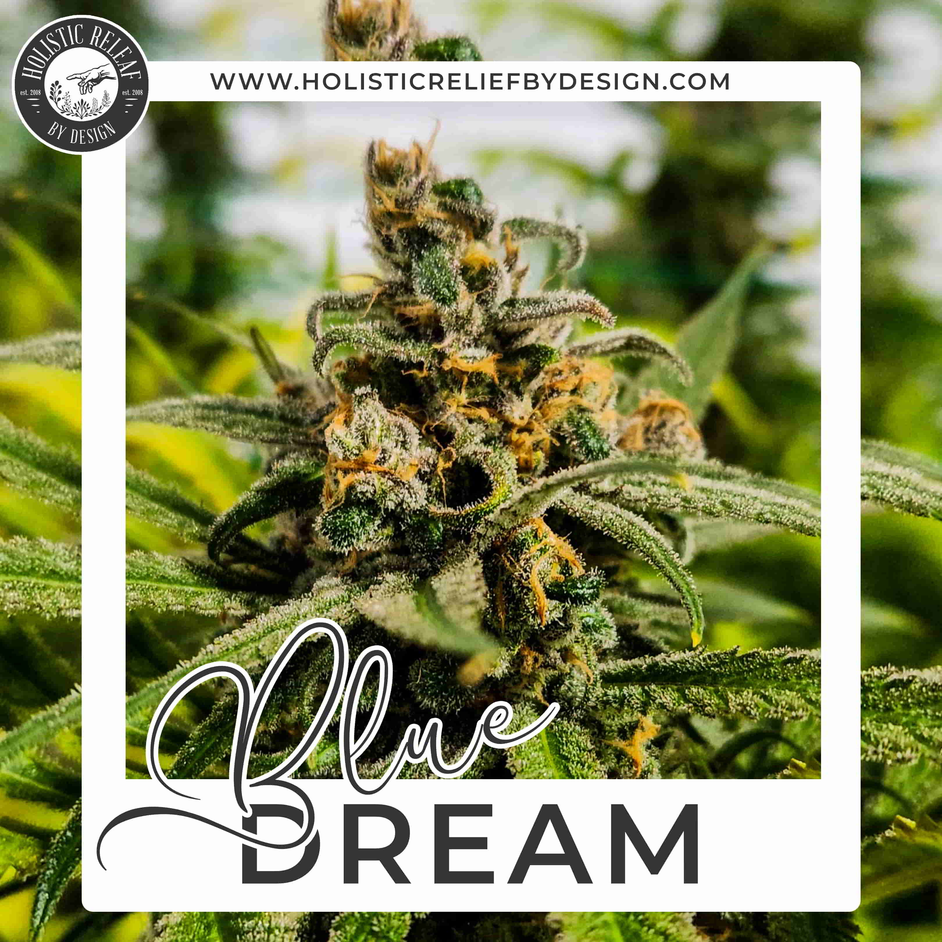 Photograph of product: BlueDream-Flower-|Hybrid|HRBD - 1g