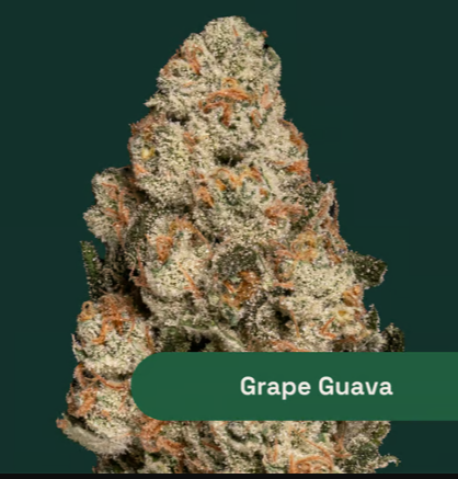 Photograph of product: Grape Guava | Hybrid | [2.83g]