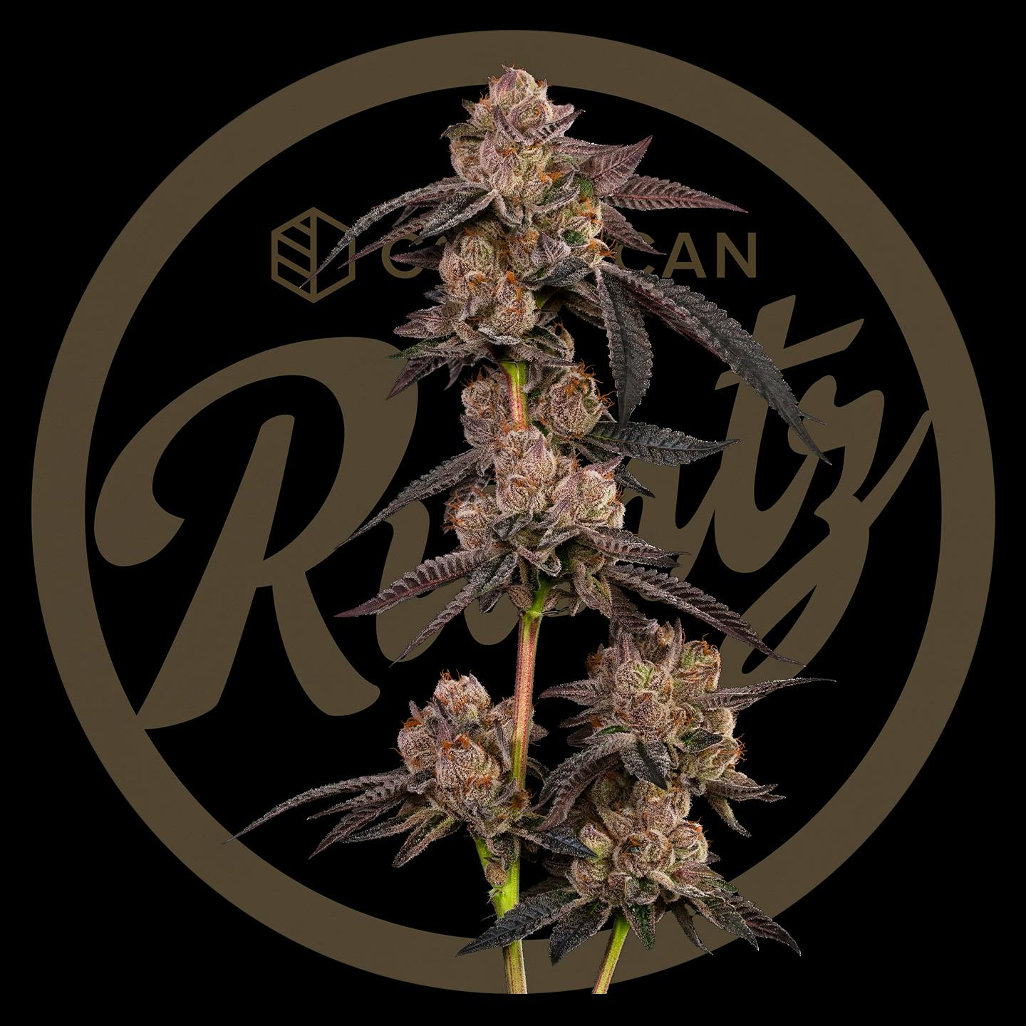 Photograph of product: Runtz