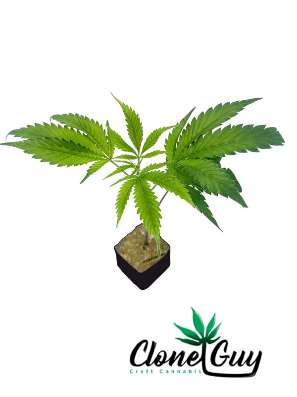 Photograph of Product: Clone Guy | Runtz Clone