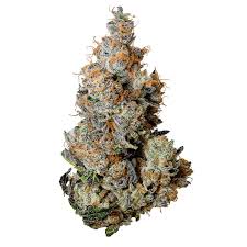 Photograph of product: Dog Walker of Triple Burger grown by Green Castle