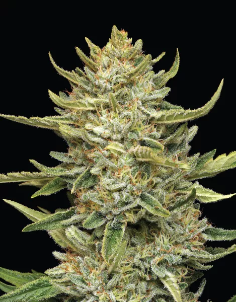 Photograph of product: Humboldt Seed Co - California Sour Diesel Autoflower 5pk