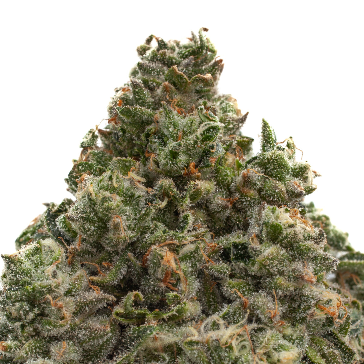 Photograph of Product: Sweet Thang | - 7g