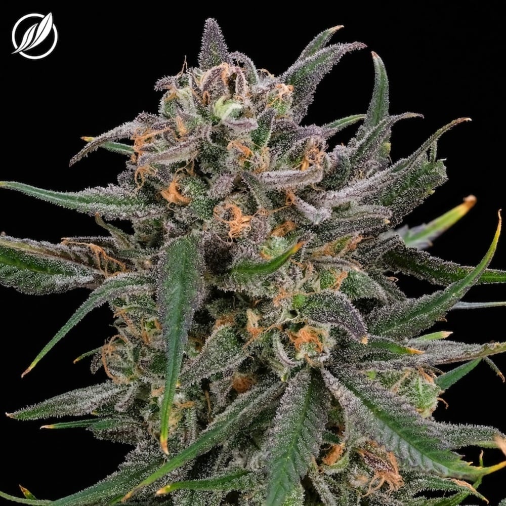 Photograph of product: Blue Sky Haze Flower TH-oui:CBD 26150 - 3.5g