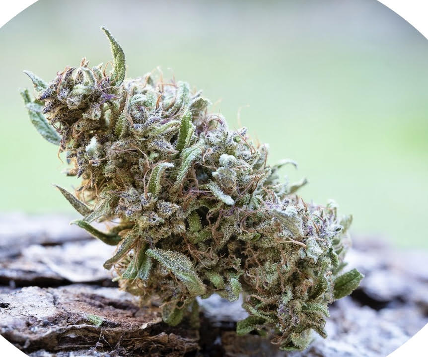 Photograph of product: Pink Boost Goddess | Thc:Thcv | Farm Cut | - 7.5g