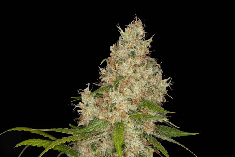 Photograph of product: Lambs Bread | 3.5g