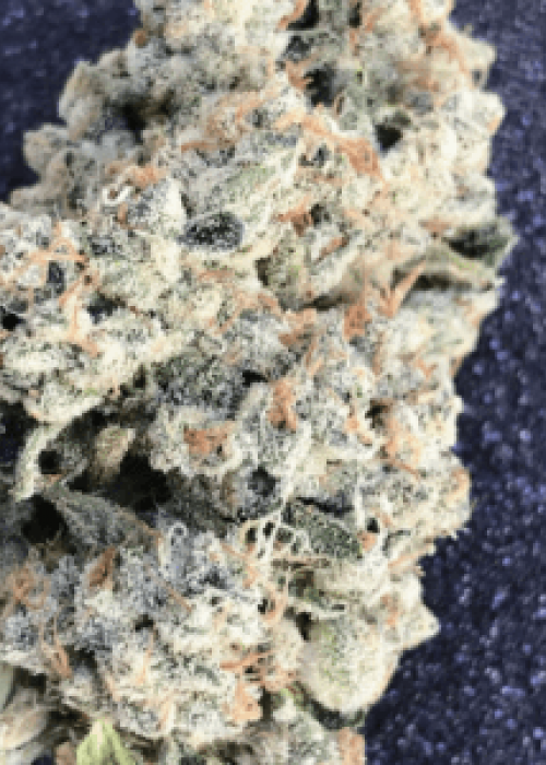 Photograph of product: GMO x Sherb Crasher | Glorious | Pre-Roll