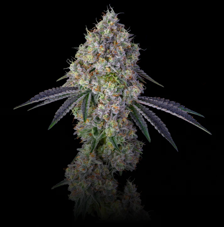 Photograph of product: KM Small Buds 7g