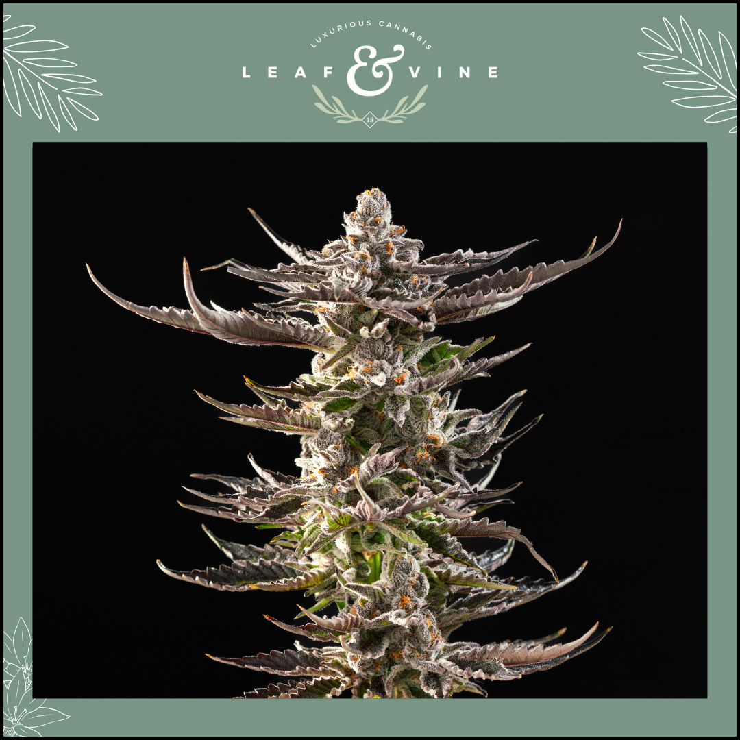 Photograph of product: Leaf and Vine Mountain Berry Pie 3.5g Prepack