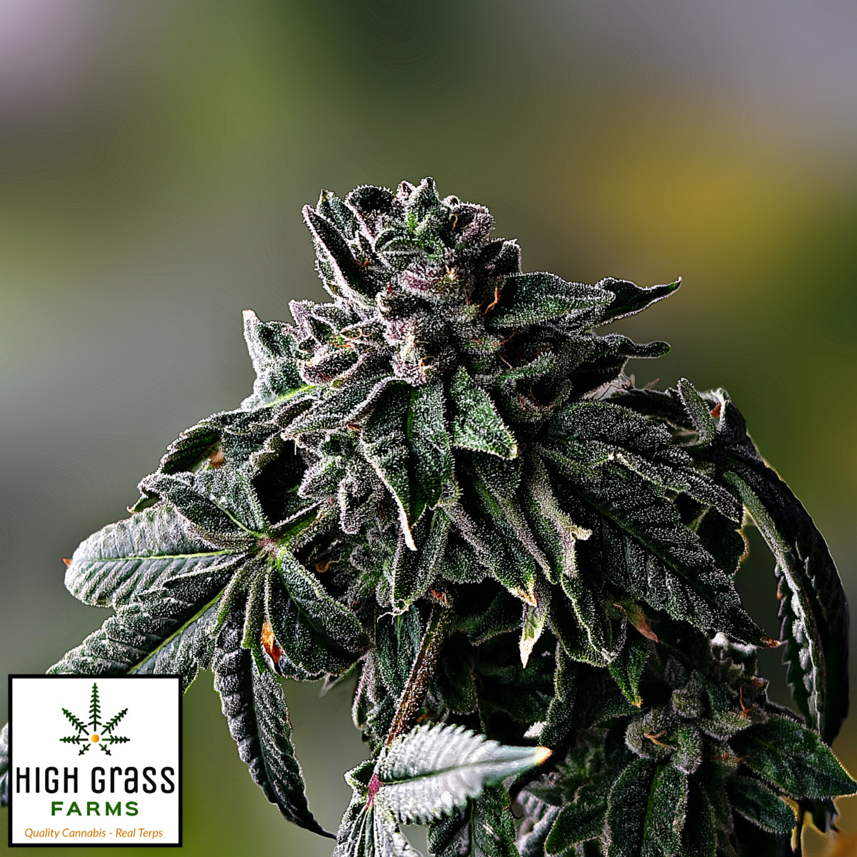 Photograph of product: High Grass Farms | Apples and Bananas (S-H) Premium Flower | 3.5g