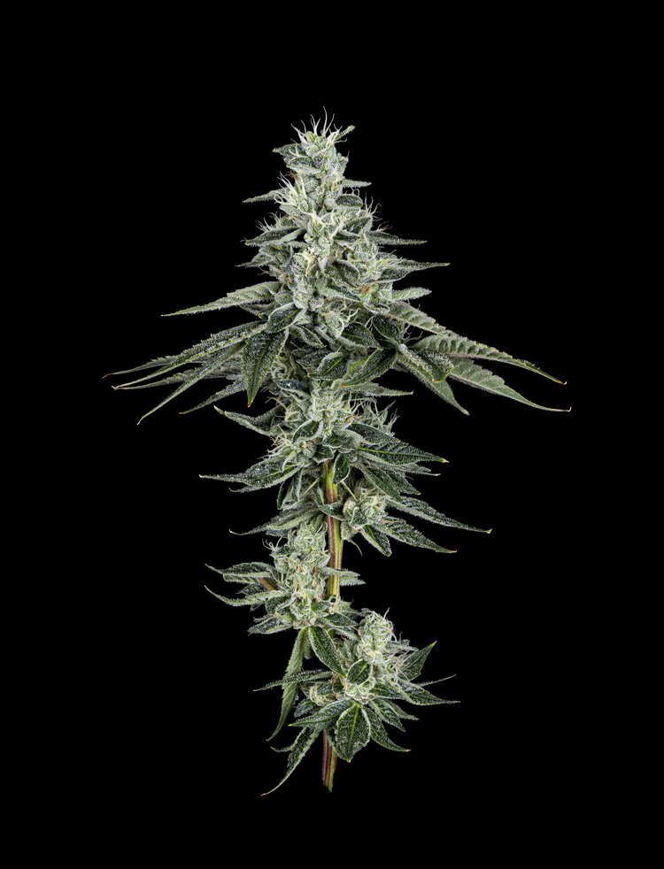 Photograph of product: Choka Cola shake | 7g