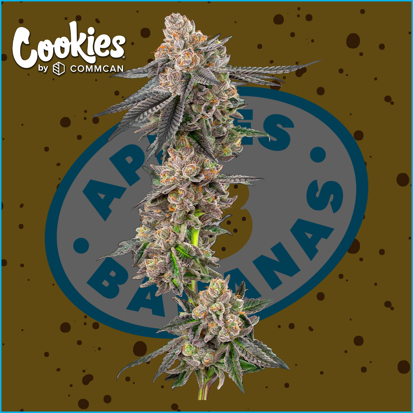 Photograph of product: Cookies Apples & Bananas 3.5g Tub