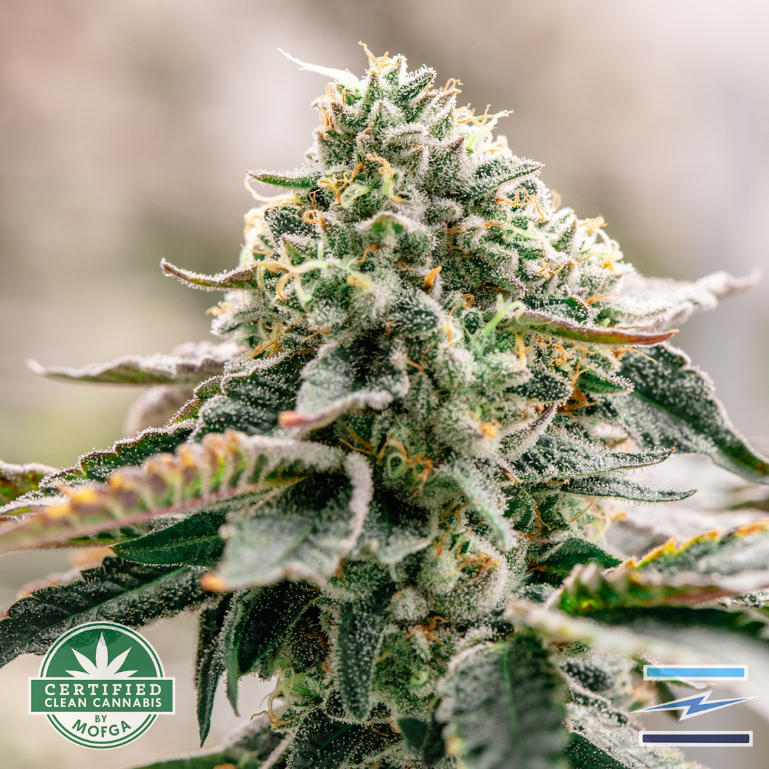 Photograph of product: Blue Sky 3.5g Purple Octane
