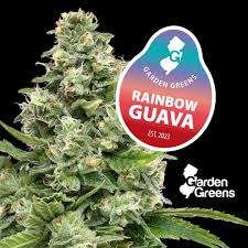 Photograph of product: Garden Greens l Rainbow Guava l 3.5g