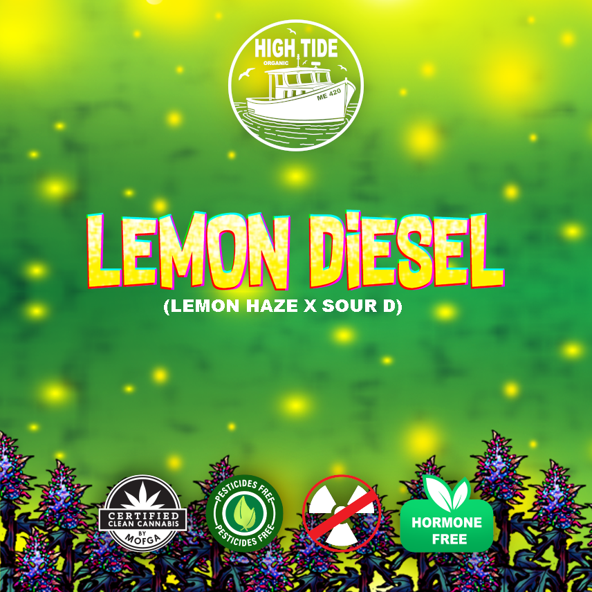 Photograph of product: High Tide - Lemon Diesel Jar - 3.5g