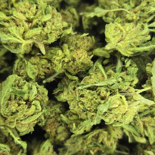 Photograph of product: Critical Mass by Ananda