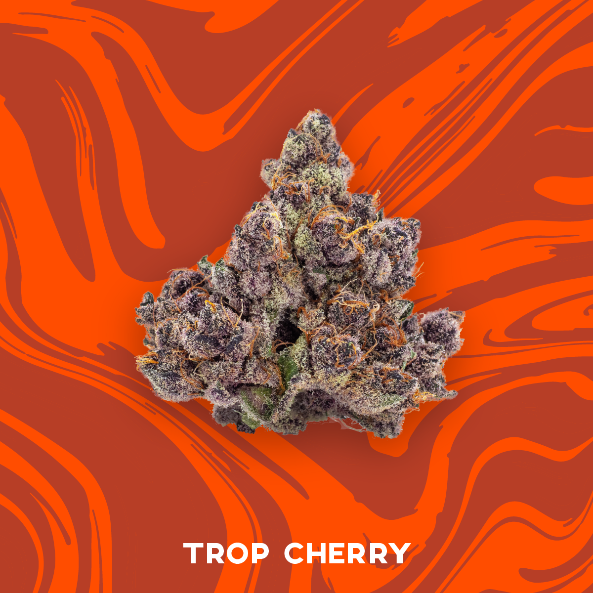 Photograph of product: VIVID TROP CHERRY