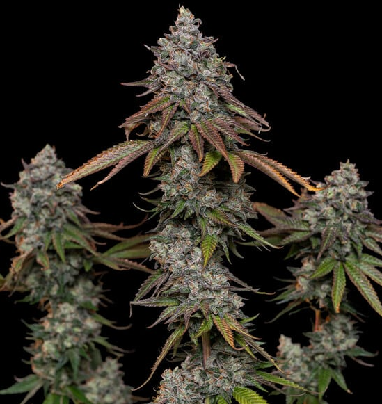 Photograph of product: Super OG - 28g