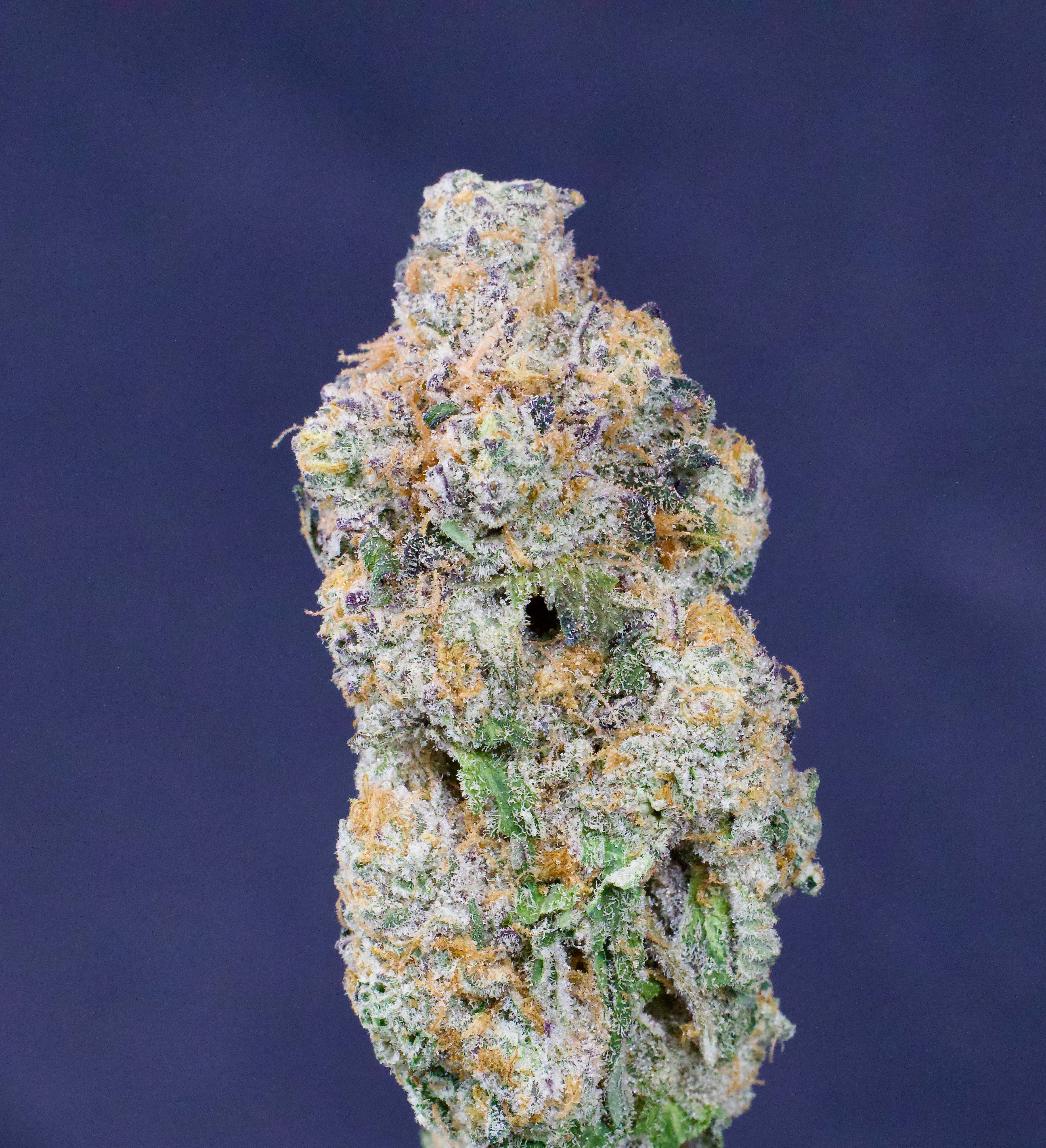 Photograph of product: Fritter Glitter - 7g