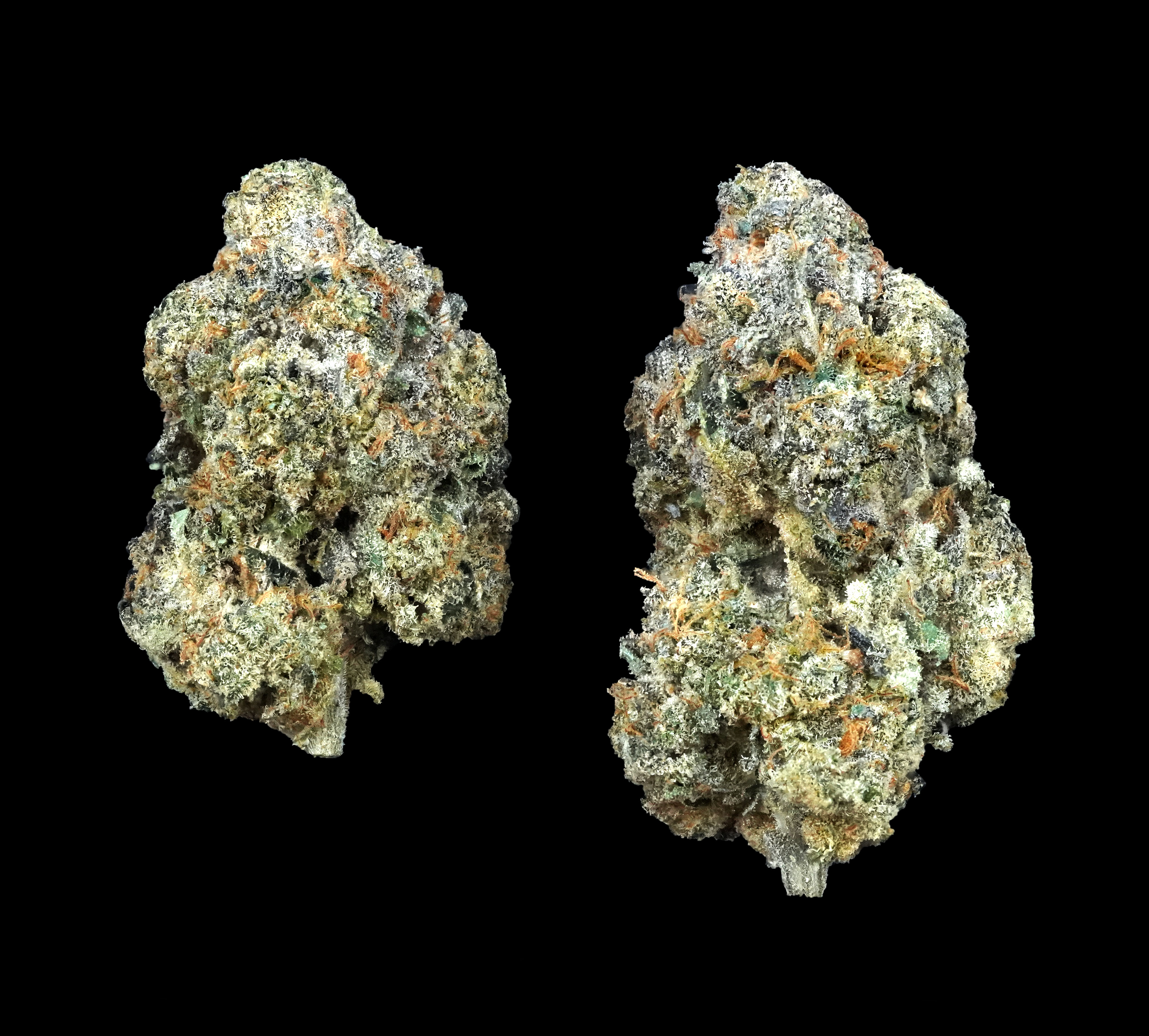 Photograph of product: (BULK) Apples & Bananas - Hybrid - 28g