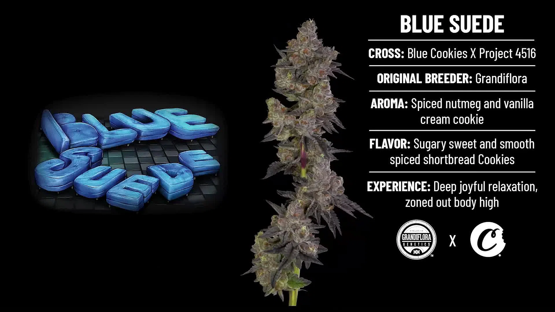 Photograph of product: Cookies Blue Suede (H) Flower 3.5g