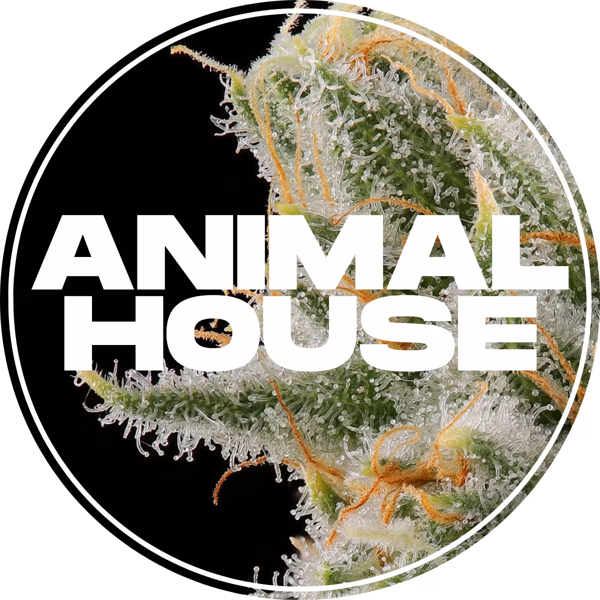 Photograph of product: Animal House | Sour Goji Kief Infused Pre-rolls 3pk, 1.5g