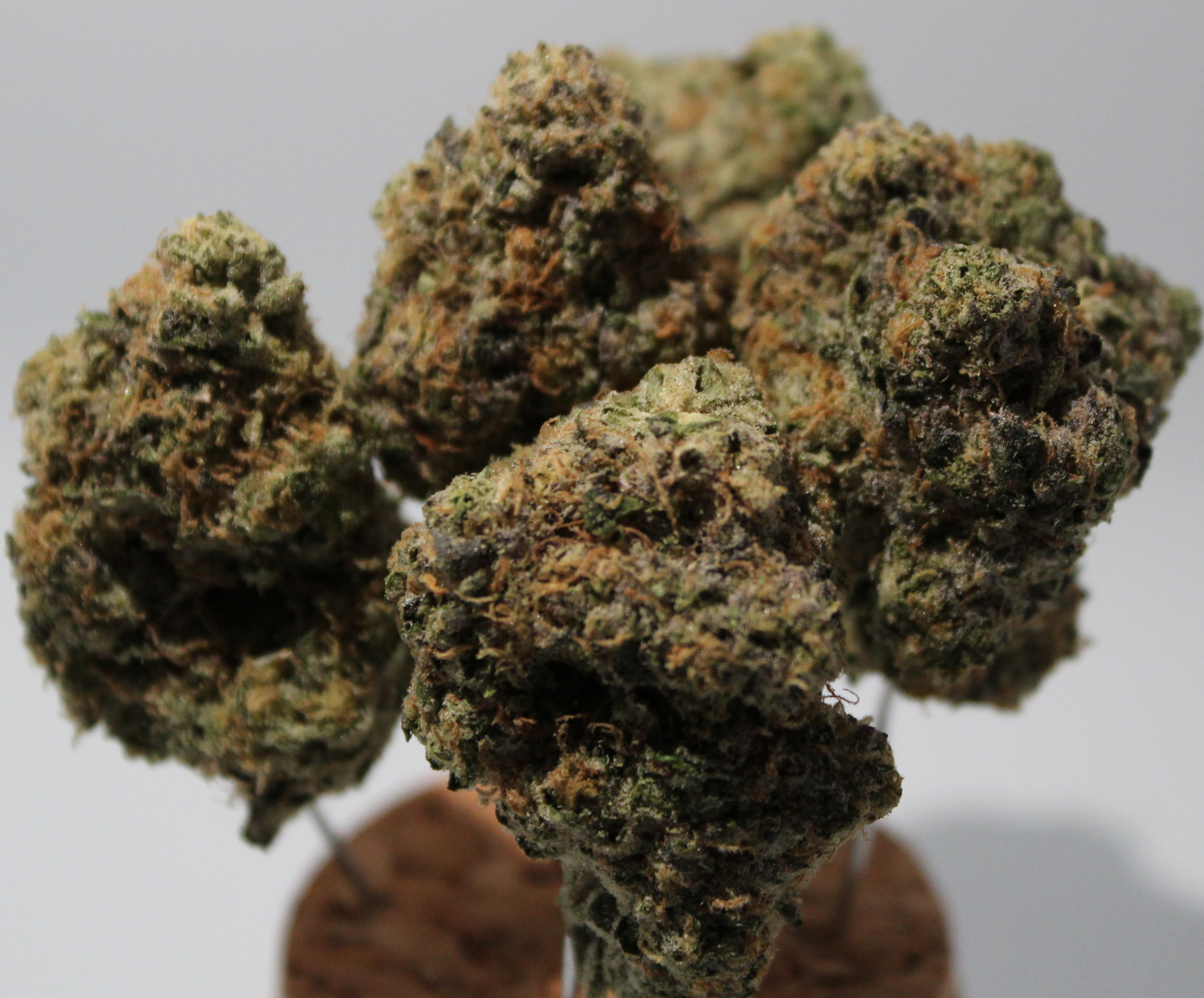 Photograph of product: Coastal Healing Wedding Cake 3.5g