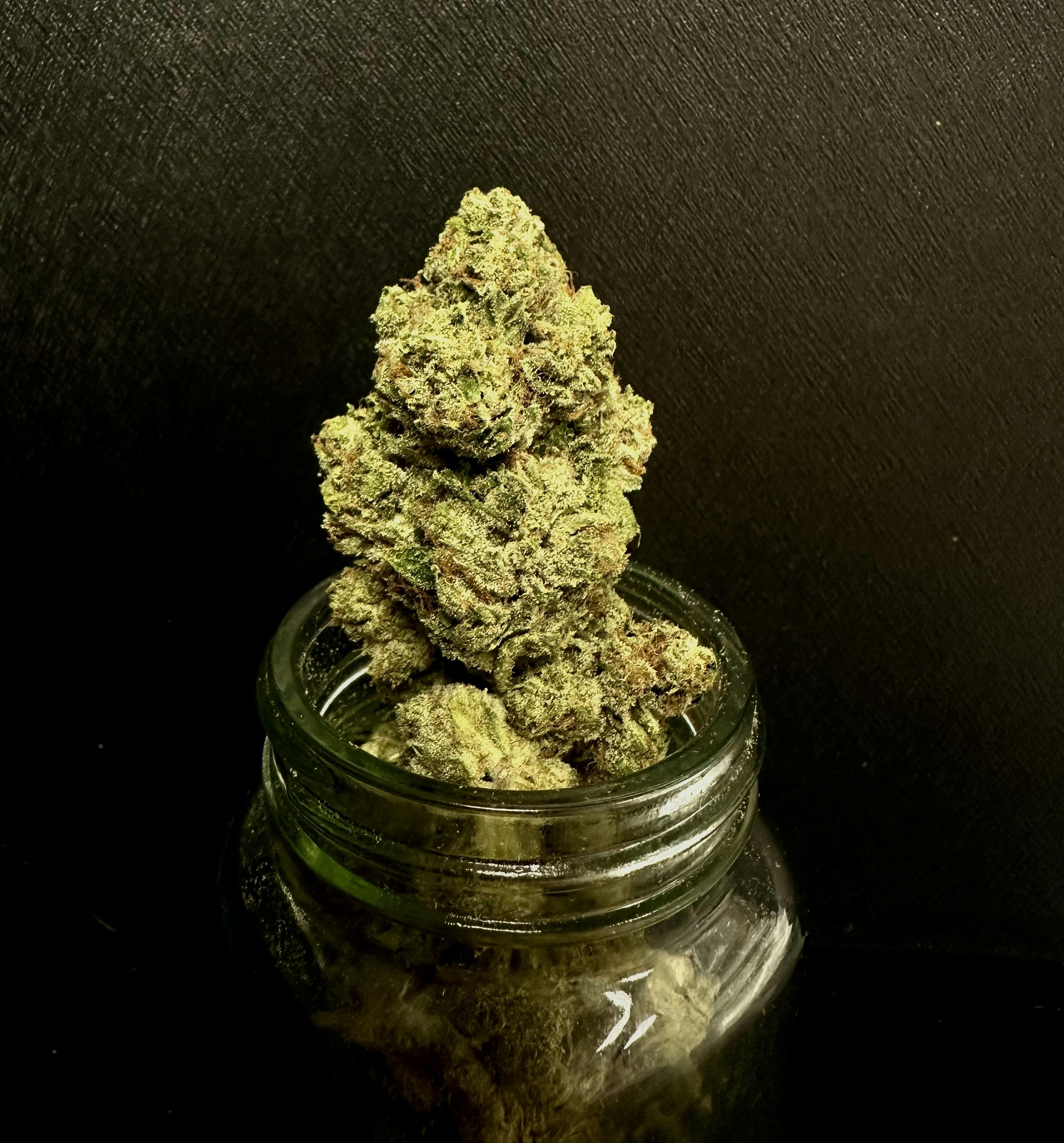 Photograph of product: SFV OG (Malek's) "CONNOISSEUR SHELF"