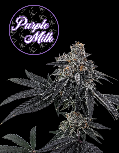 Photograph of product: Flower - Purple Milk - 3.5g