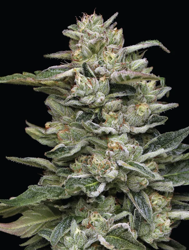 Photograph of product: Humboldt Seed Co - Nutter Budder 5pk