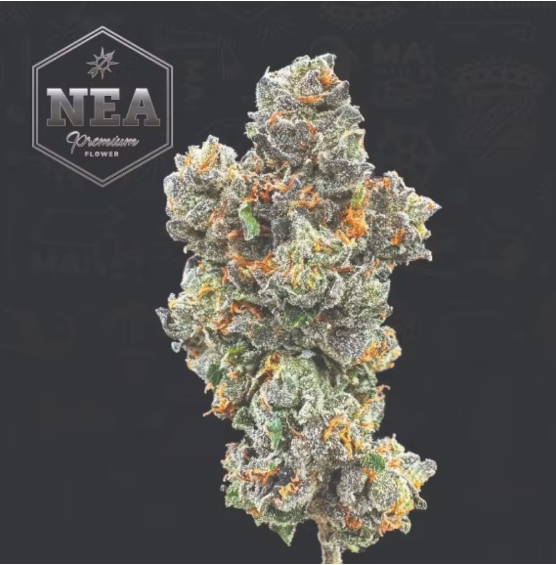 Photograph of product: Northeast Alternatives | Canal Street Runtz | Flower - 3.5g