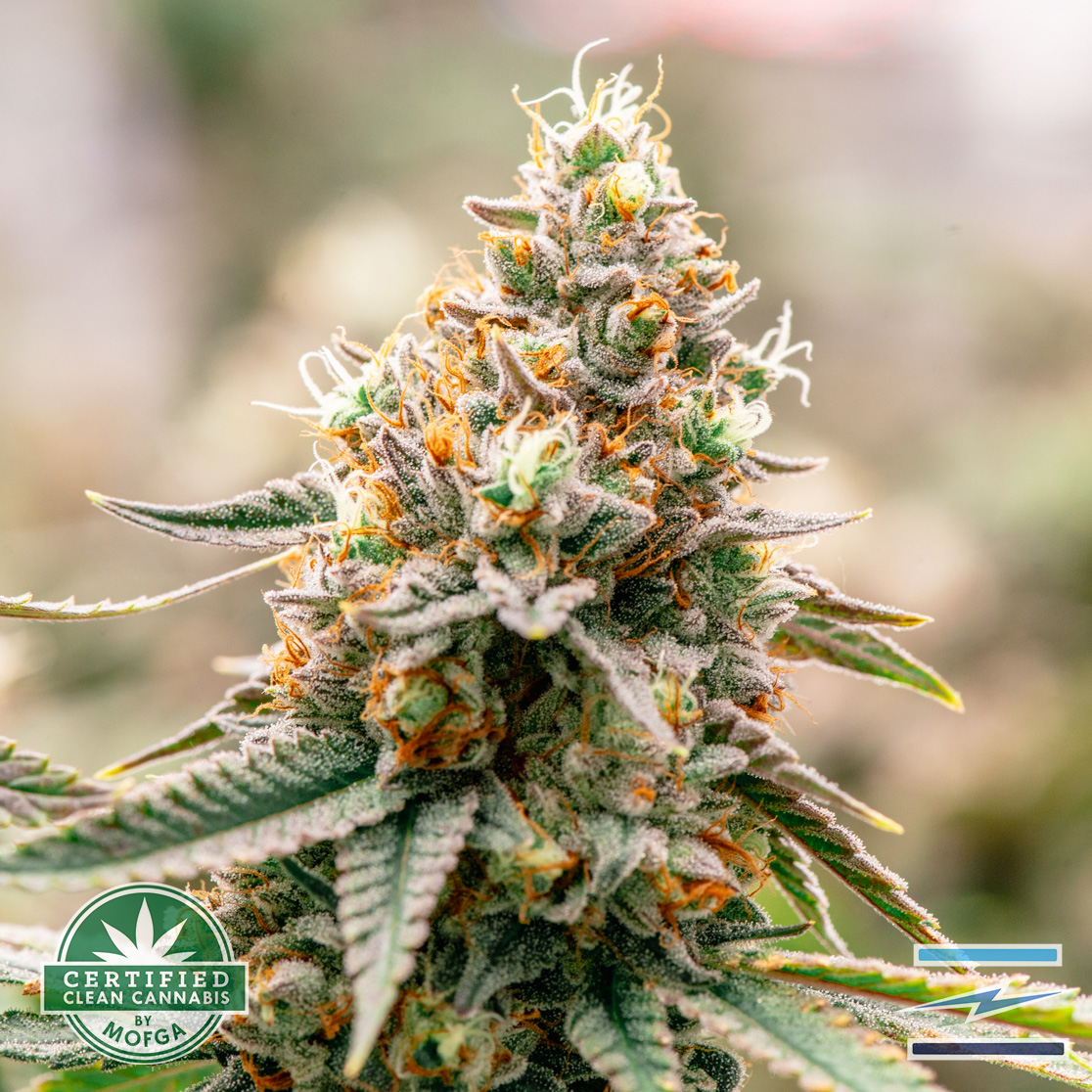 Photograph of product: Blue Sky 3.5g Marshmallow OG
