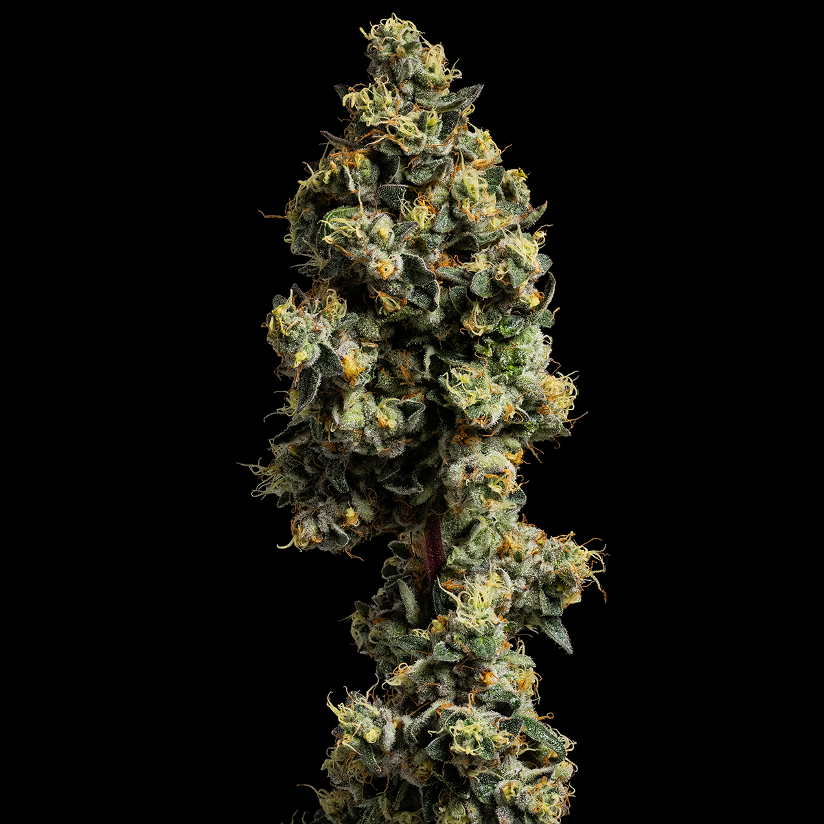 Photograph of product: Day Crasher - 1g